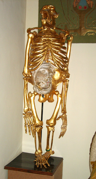 skelet