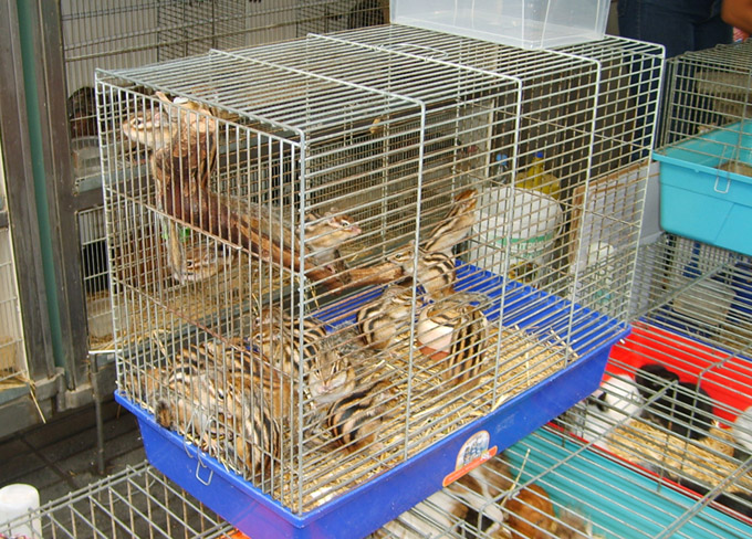 krysy